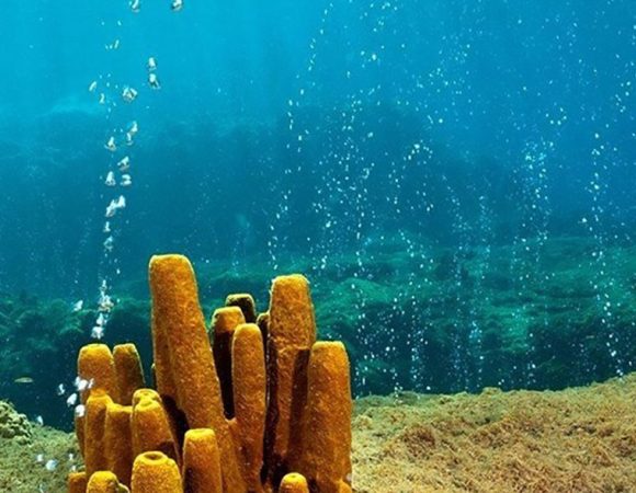 Snorkeling