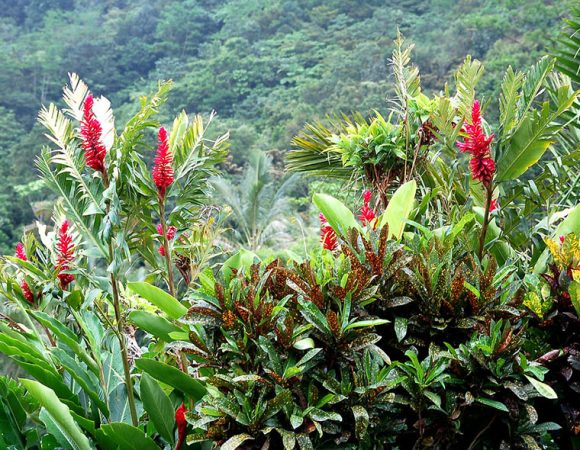 Flower Garden